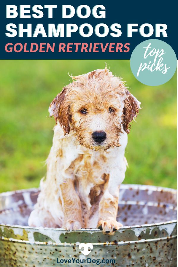 Best Dog Shampoo For Golden Retrievers: Ratings &  Reviews