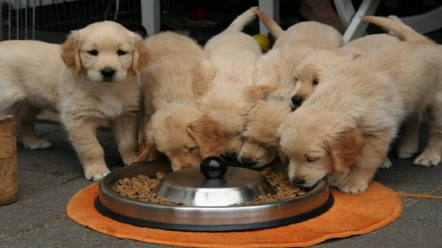 Best Dry Dog Food for Golden Retrievers (2020)