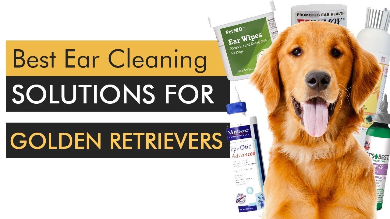 Best Ear Cleaning Solutions For Golden Retrievers