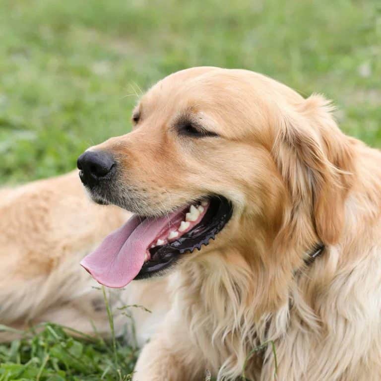 Best Food For Adult Golden Retrievers (And What Not To Feed Them ...