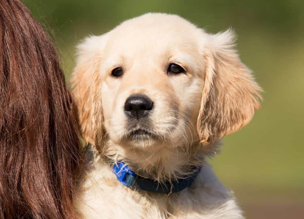 Best Food For Golden Retriever Puppies (And What Not To ...