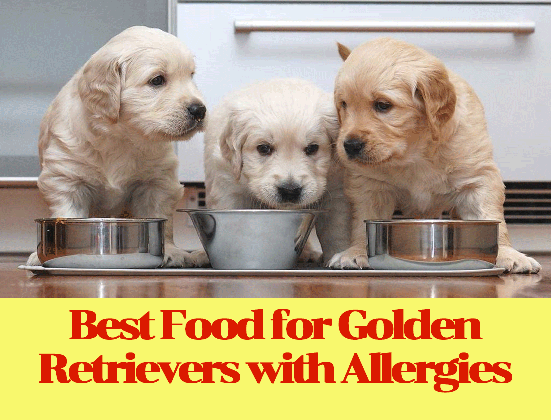 Best Food for Golden Retrievers with Allergies