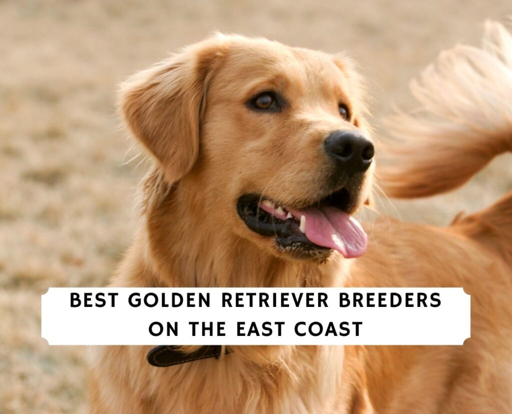 Best Golden Retriever Breeders on the East Coast! (2021 ...