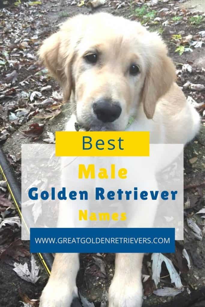 Best Male Golden Retriever Names
