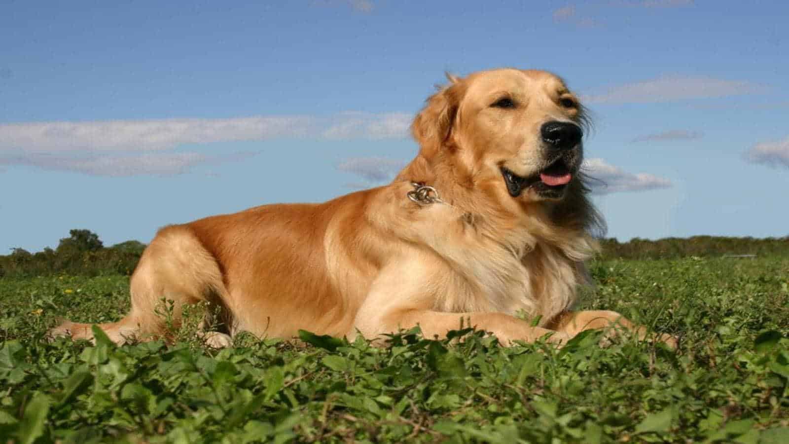 Best Nail Trimmers for a Golden Retriever: Top 4