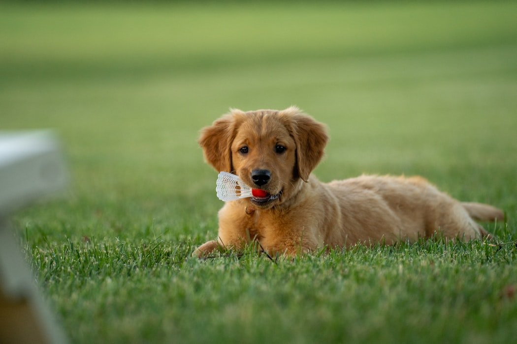 Best Puppy Treats For Golden Retrievers: Our Picks!