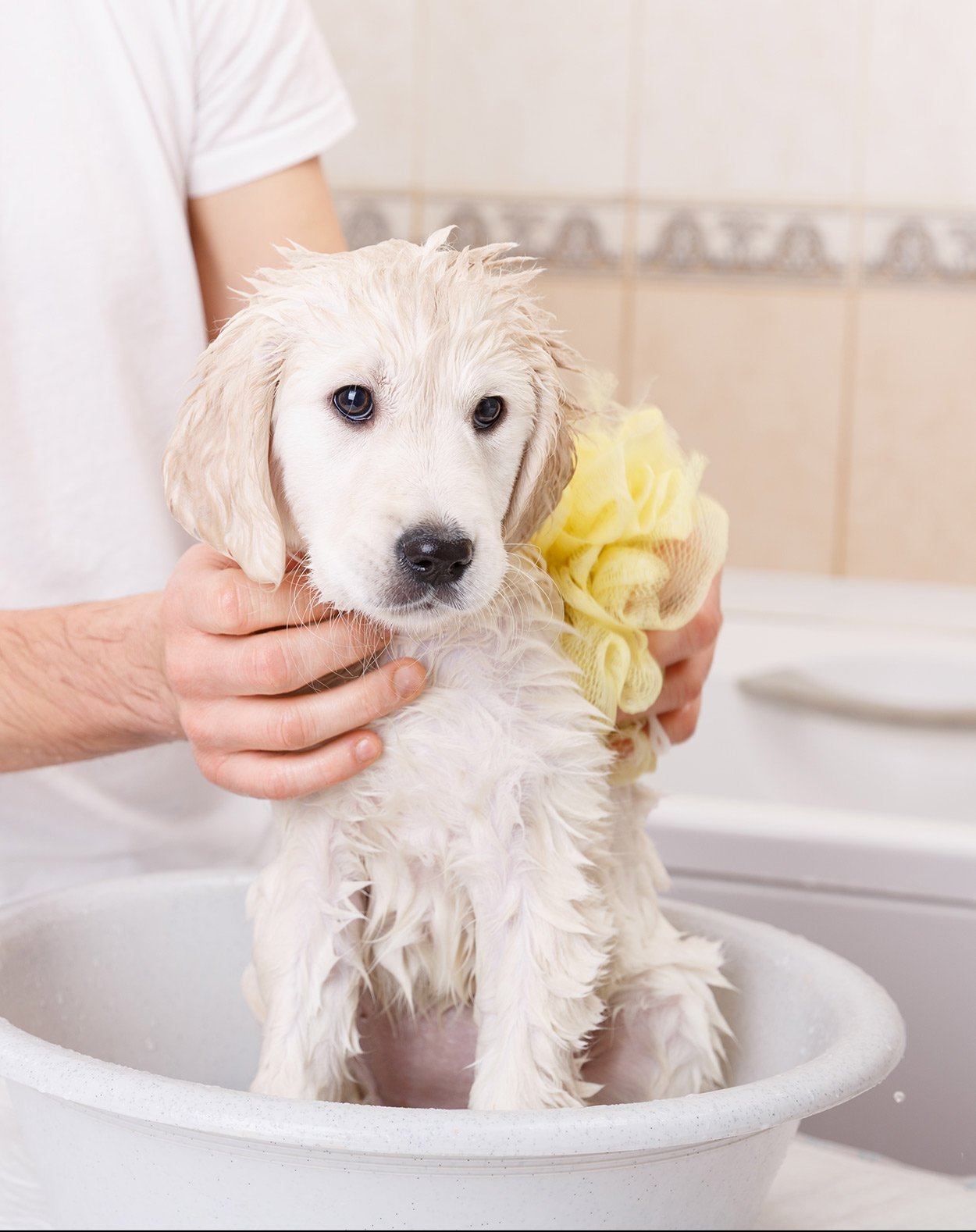 Best Shampoo for Golden Retriever Dogs â Our Guide
