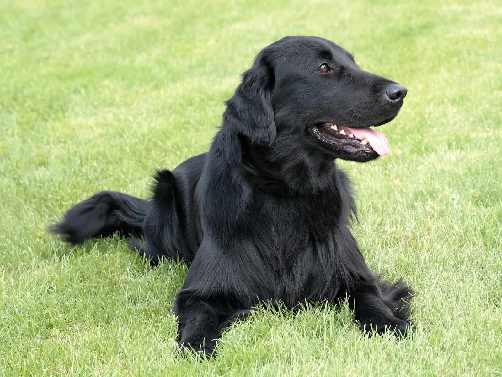 Black Golden Retrievers: What You Absolutely Must Know ...