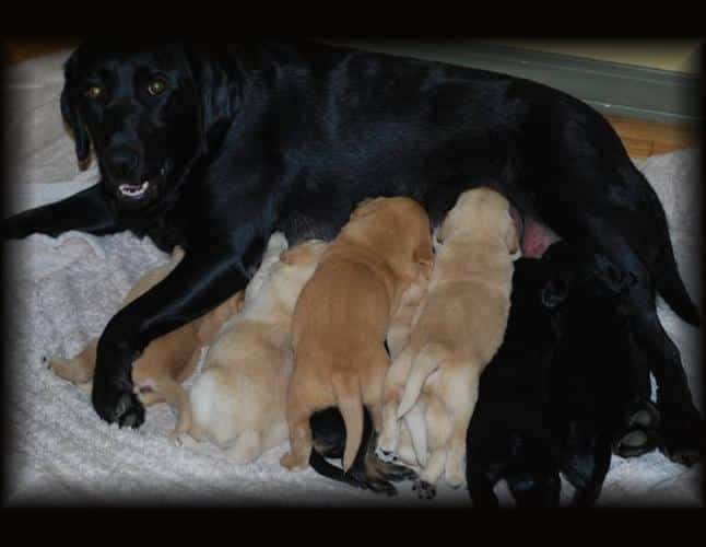 Black Lab Golden Retriever Puppies for Sale for sale in Grimshaw ...