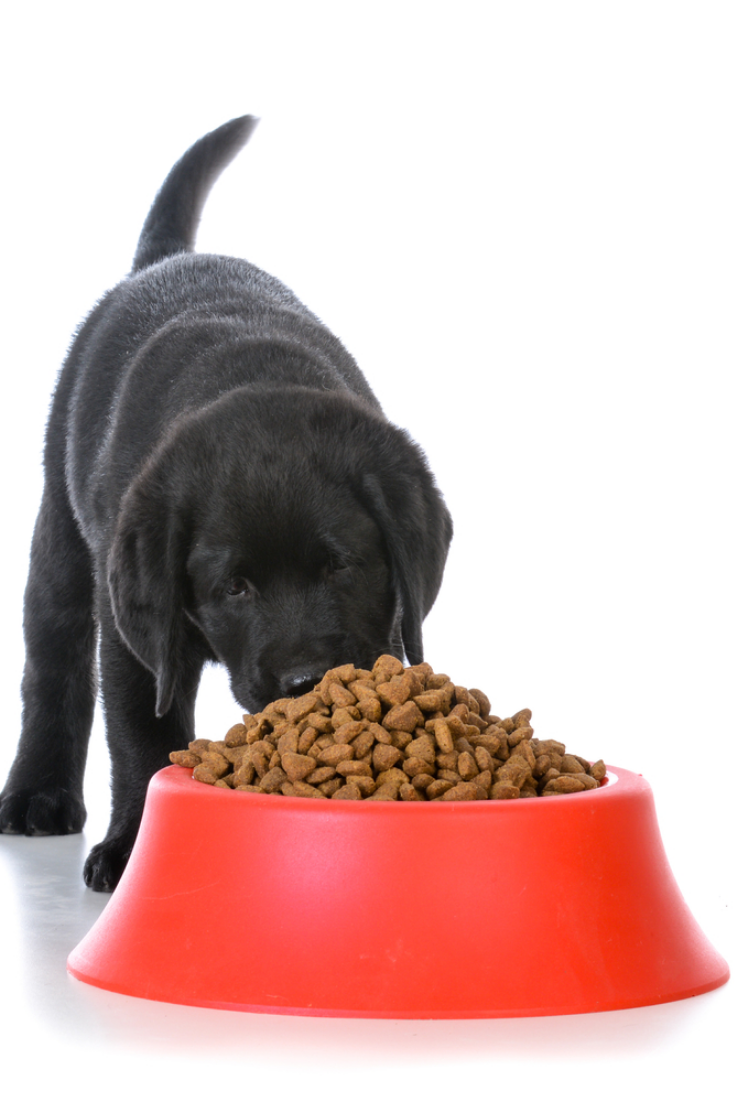Black labrador retriever puppy eating kibble out of a red dog food dish ...