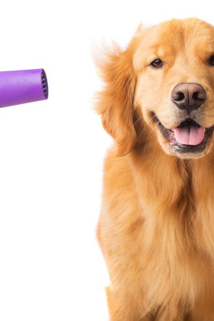 Blow dryer on a fresh groomed, happy golden retriever dog ...
