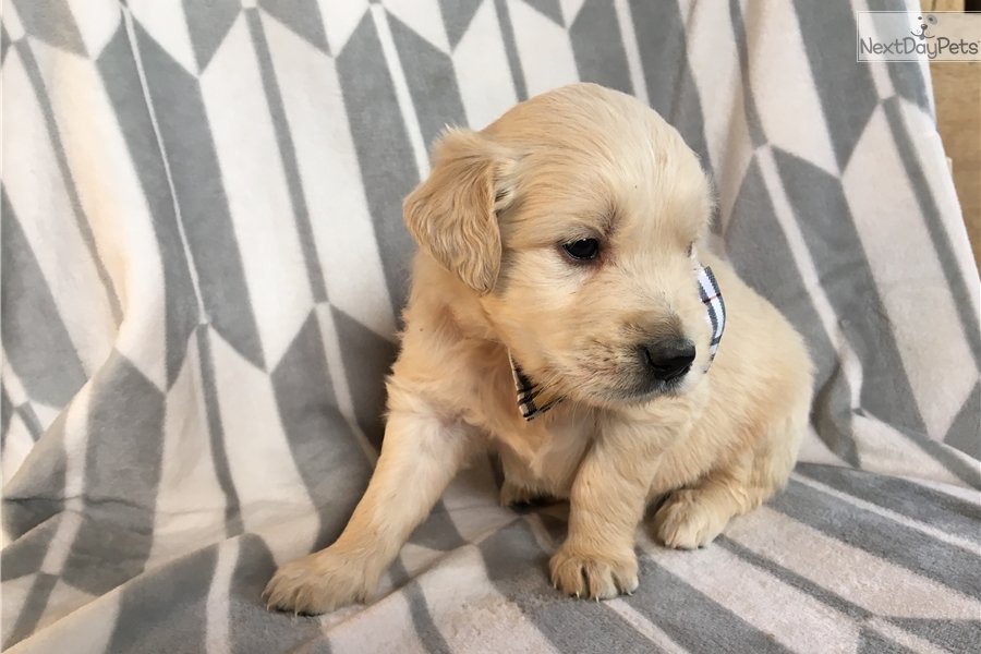 Blue: Golden Retriever puppy for sale near Lancaster, Pennsylvania ...
