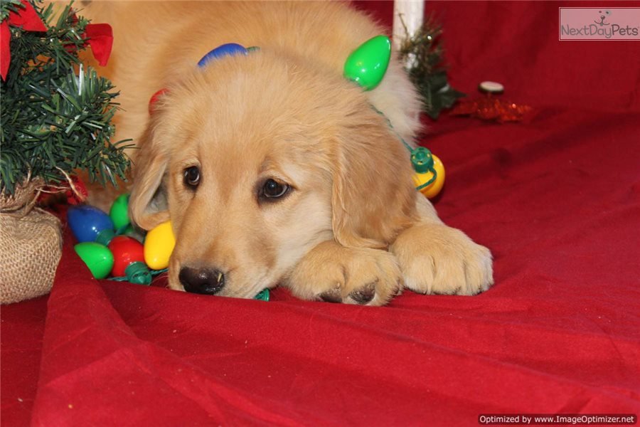 Bones: Golden Retriever puppy for sale near St Louis ...