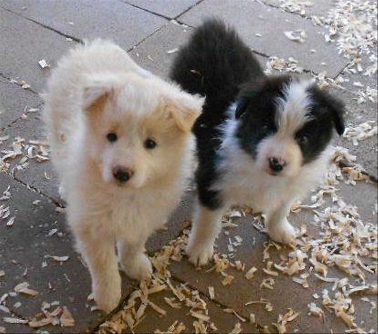 Border Collie Puppies for Sale in California