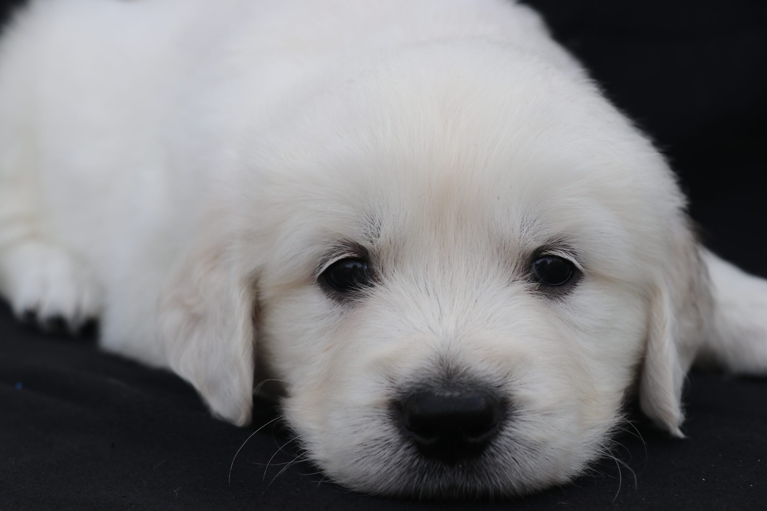 BOY PUPPY: English Golden Retriever puppy for sale (North Manchester ...