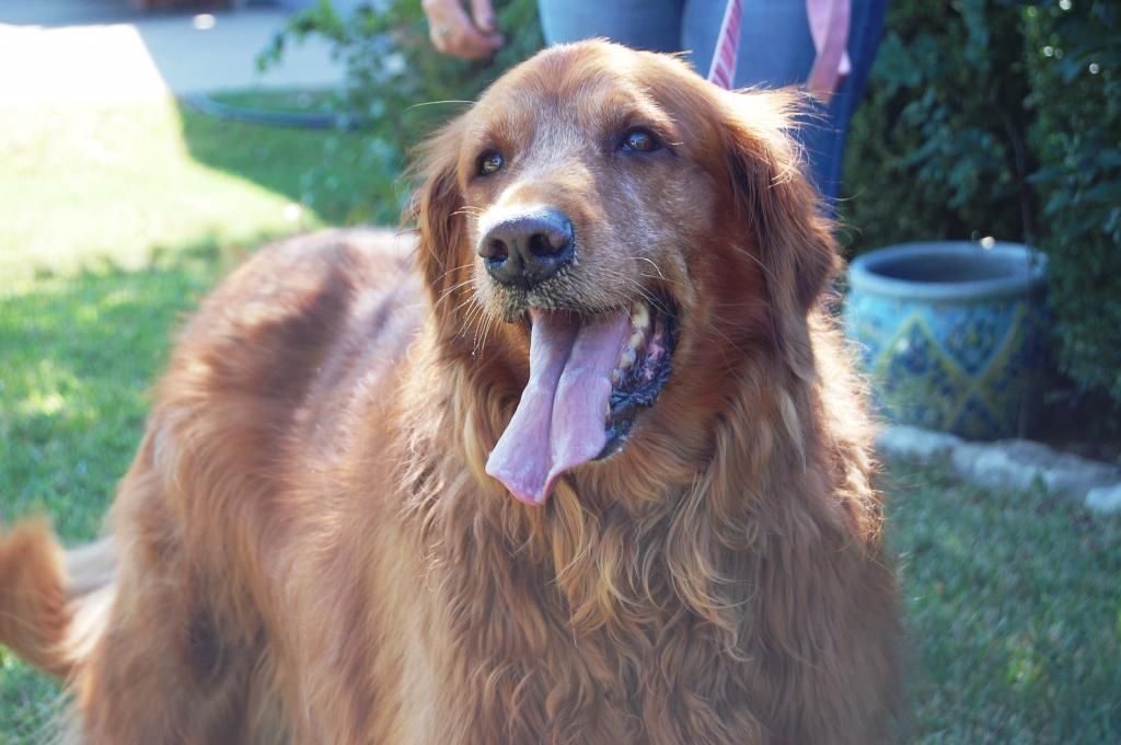 Brady is a 9 year old female Golden. Her story at http ...