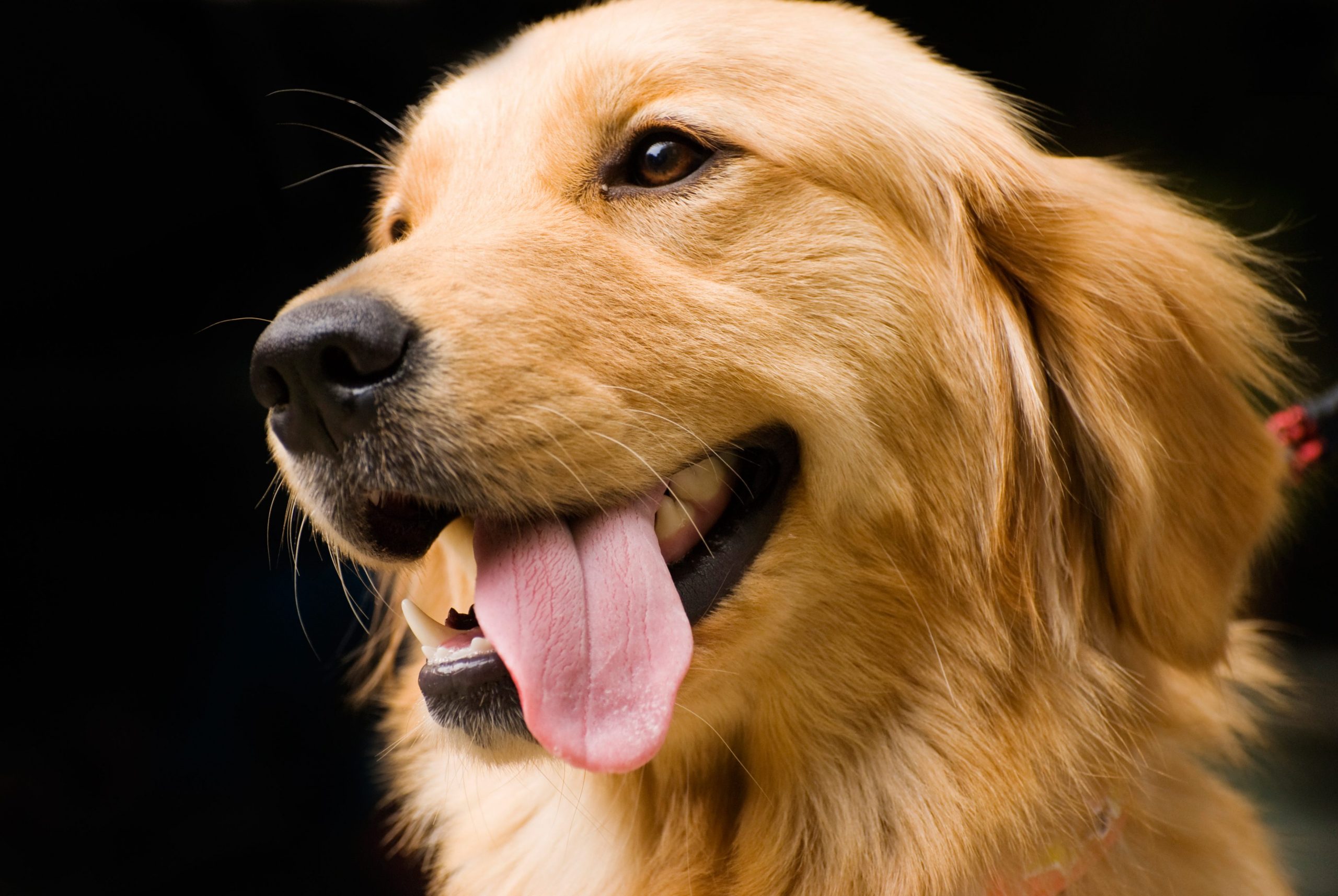 Breed of the Week: The Golden Retriever (Video)