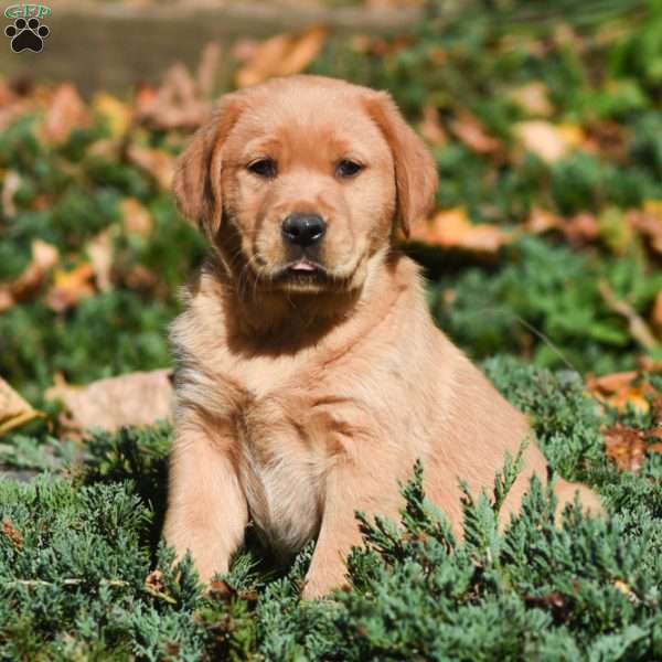 Bremmatic: Red Golden Retriever Puppies For Sale In Iowa