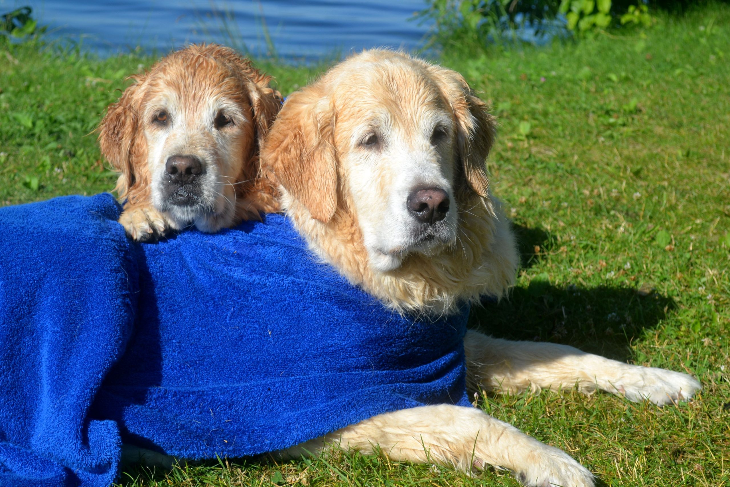 Brie and Ben getting dry after a swim and cuddling ...