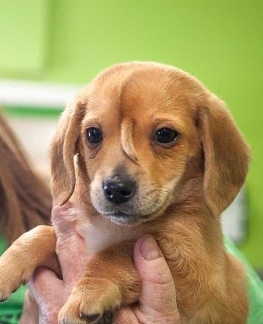 Bummiswhisperforsale: Golden Retriever Puppies For Sale London Ontario