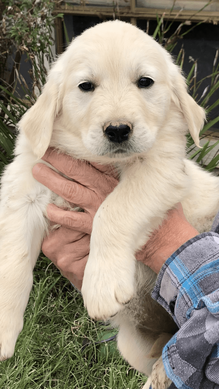 Bummiswhisperforsale: Golden Retriever Puppies Riverside Ca