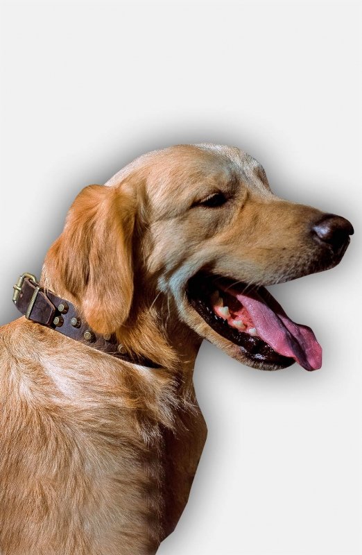 Buy Labrador / Golden Retriever Leather Dog Collar with ...