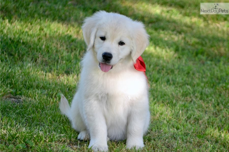Cami: English Golden Retriever puppy for sale near ...
