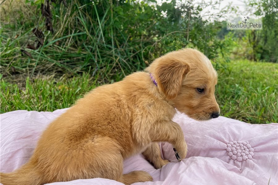 Camille: Golden Retriever puppy for sale near Springfield, Missouri ...