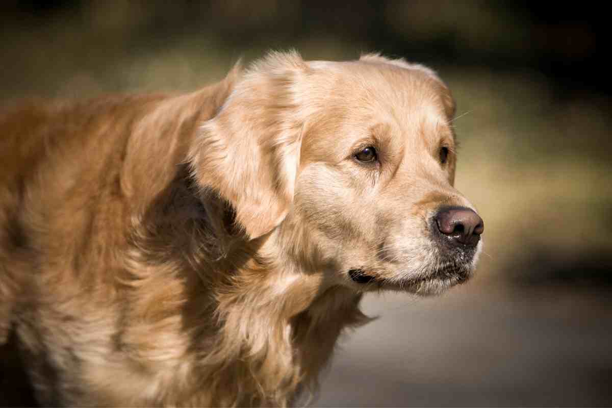 Can a Golden Retriever Be a Guard Dog?