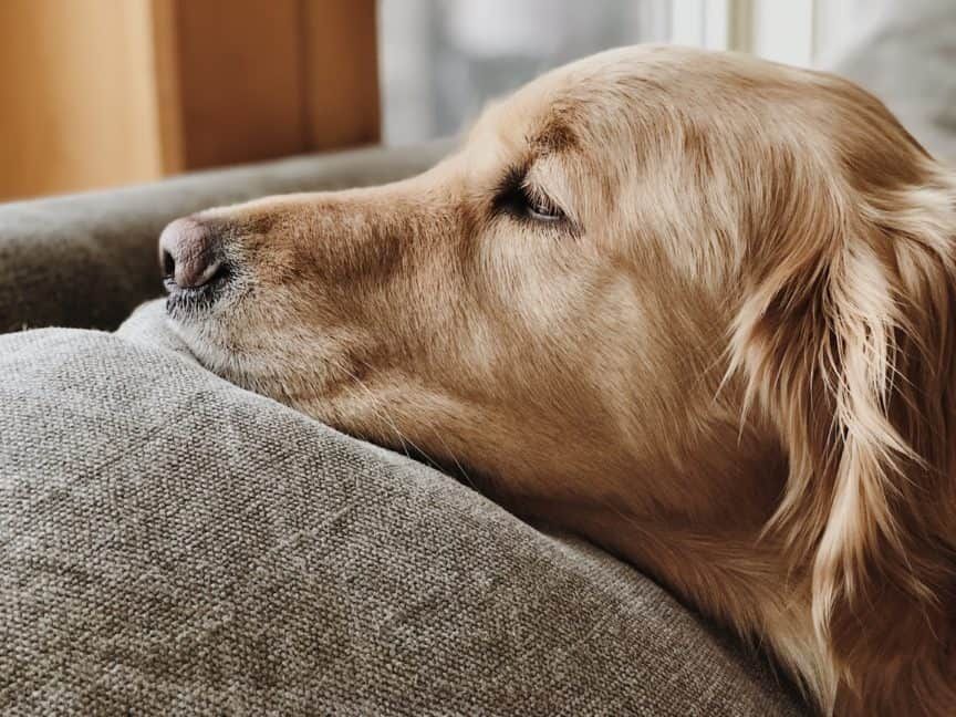 Can a Golden Retriever be left alone?