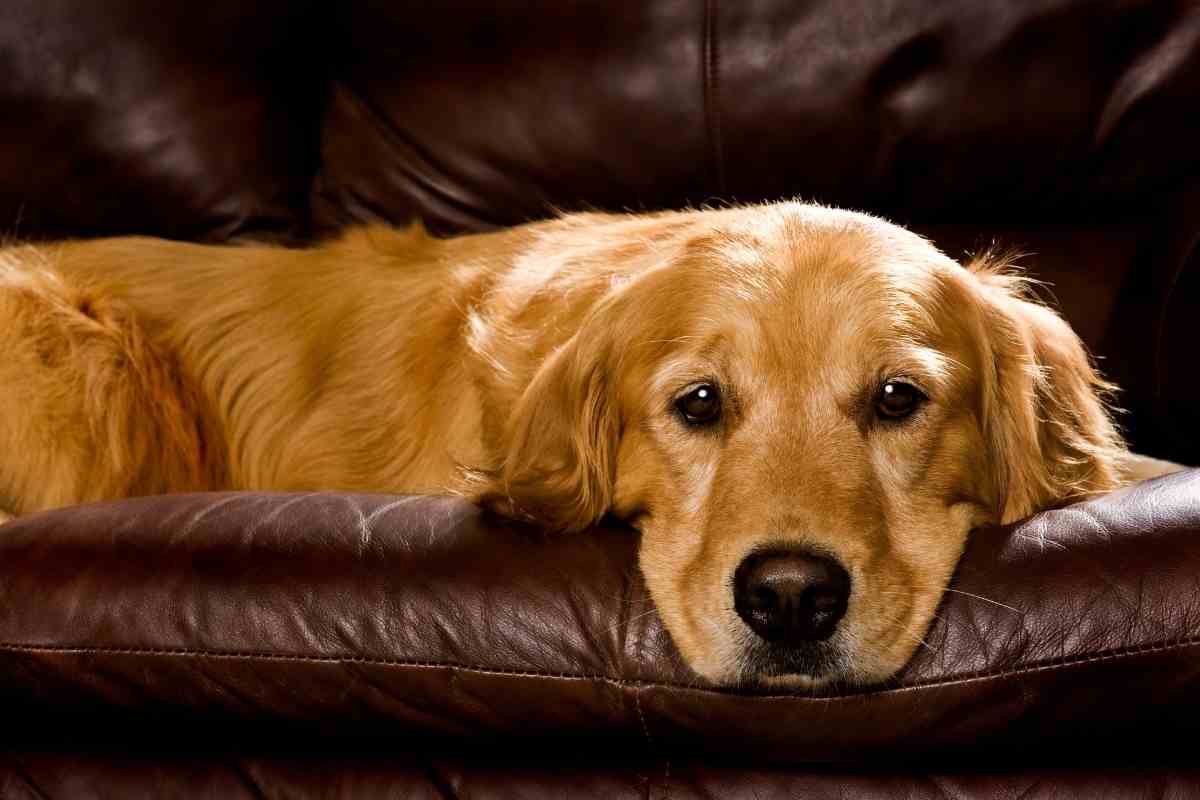 Can A Golden Retriever Be Left Alone?