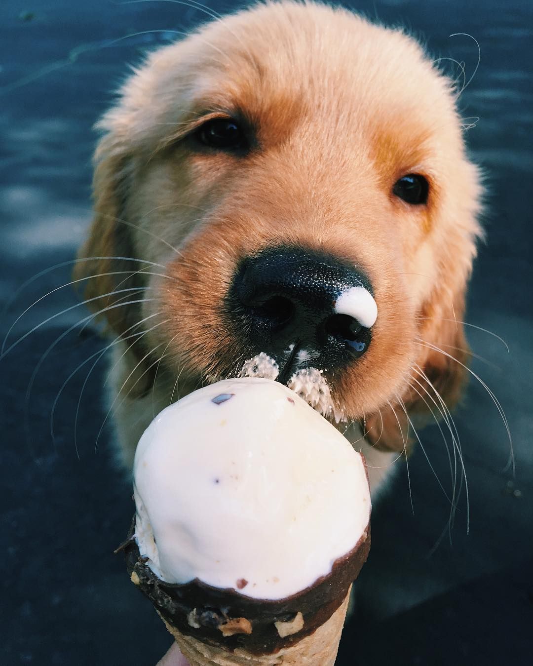 Can Dogs Eat Ice Cream and How We Can Make it Safe for ...