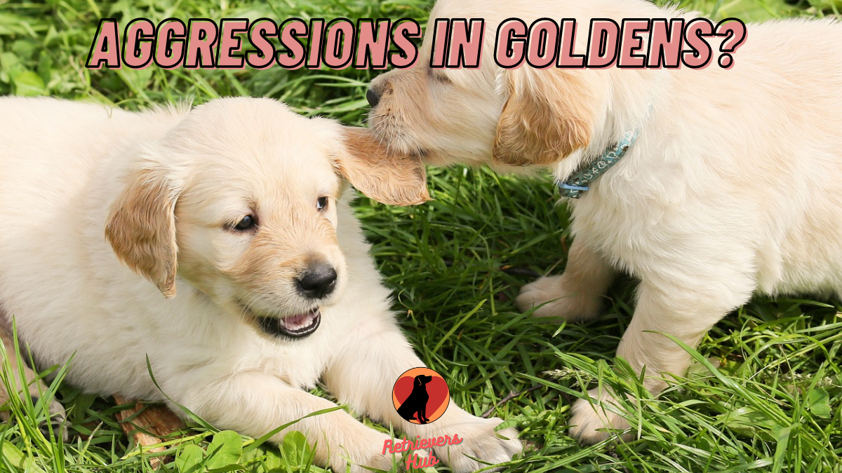Can Golden Retrievers be Aggressive? 9 Causes & 7 Ways To ...