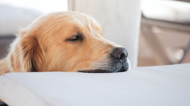 Can Golden Retrievers Be Left Alone?
