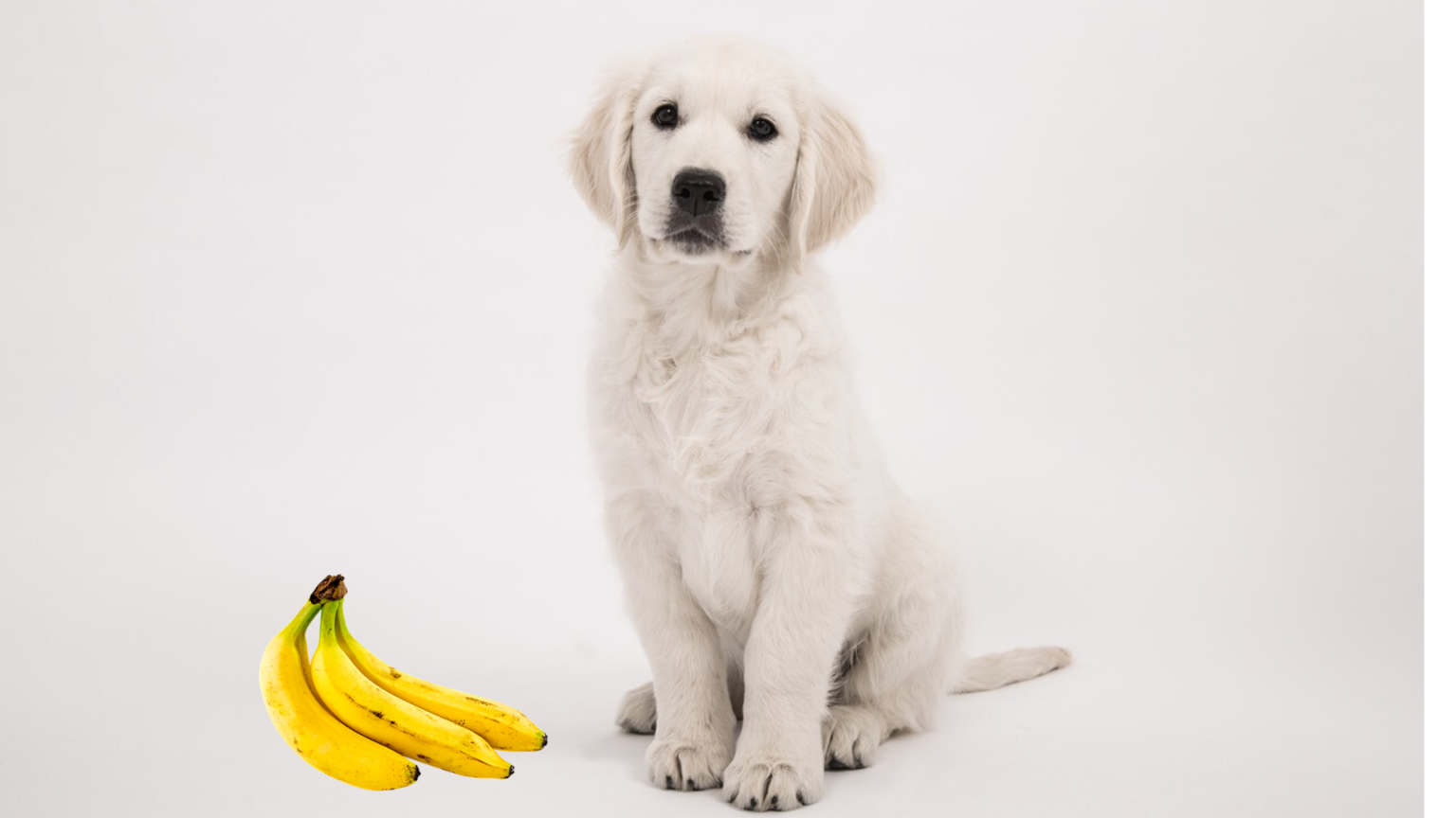 Can Golden Retrievers Eat Bananas?