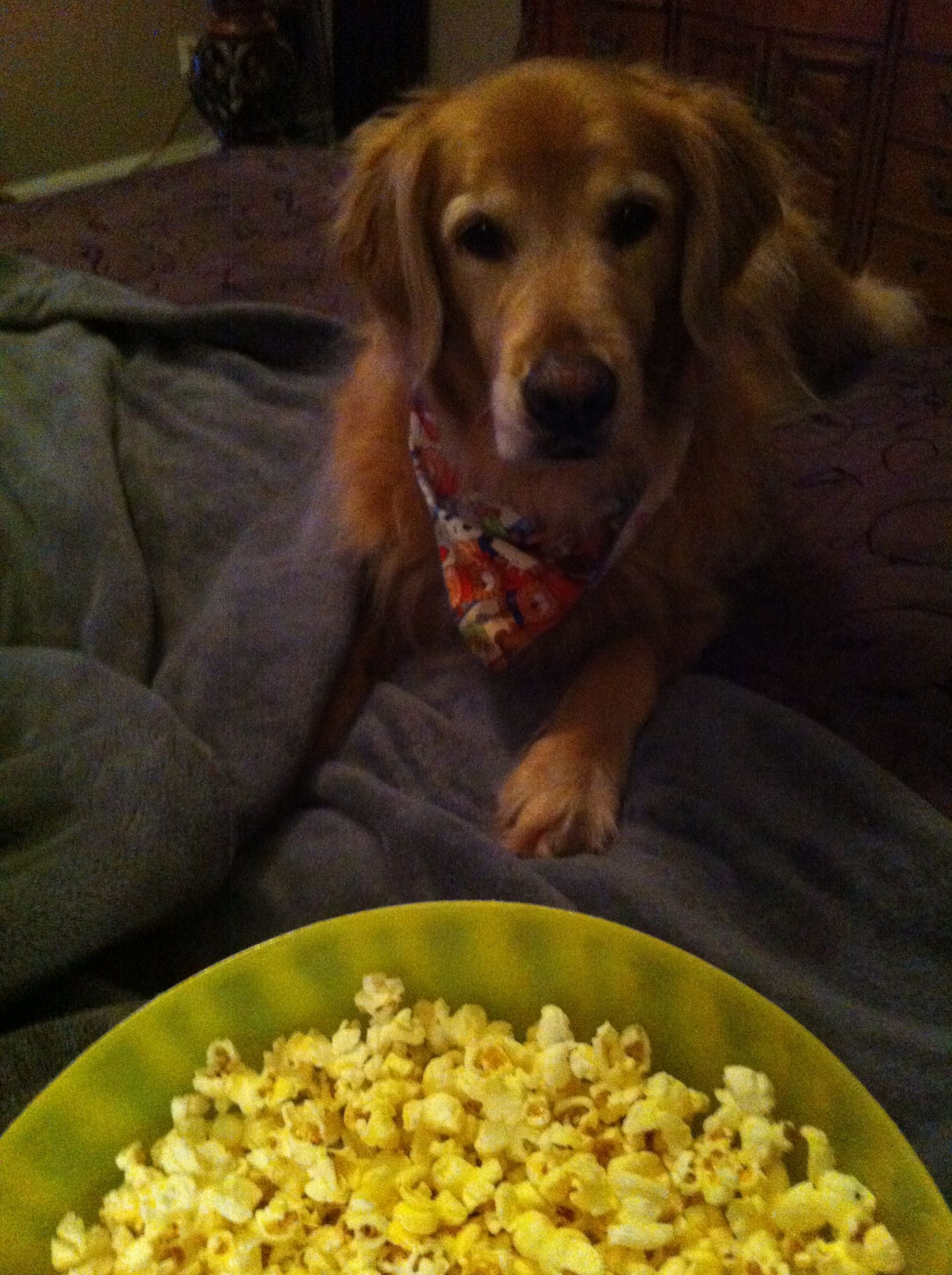 Can Golden Retrievers Eat Popcorn