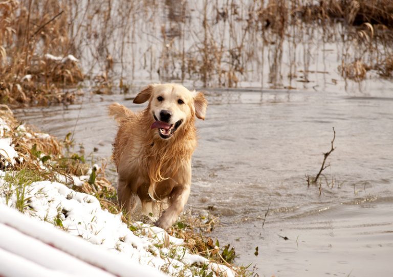 Can Golden Retrievers Eat Raw Meat?  Dog Food Facts