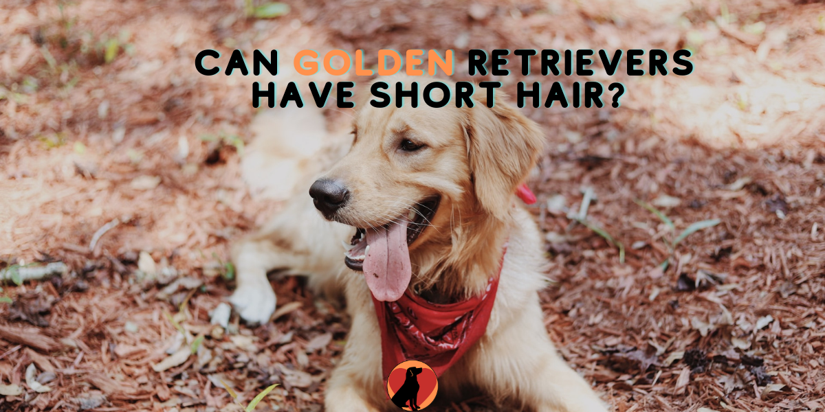 Can Golden Retrievers Have Short Hair? Here