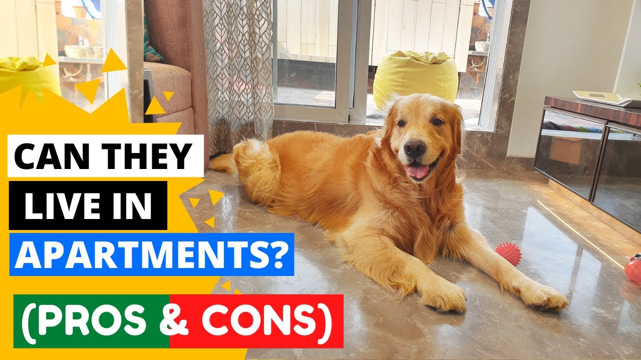 Can Golden Retrievers Live in an Apartment?