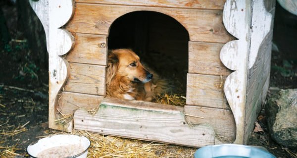 Can Golden Retrievers Live Outside? 4 Tips If You Had To ...