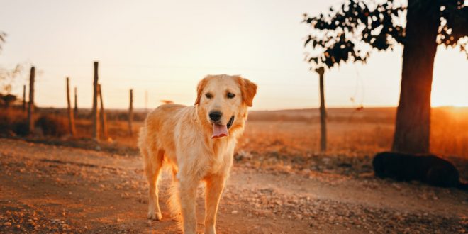 Can Golden Retrievers Live Outside?  Things You Should ...