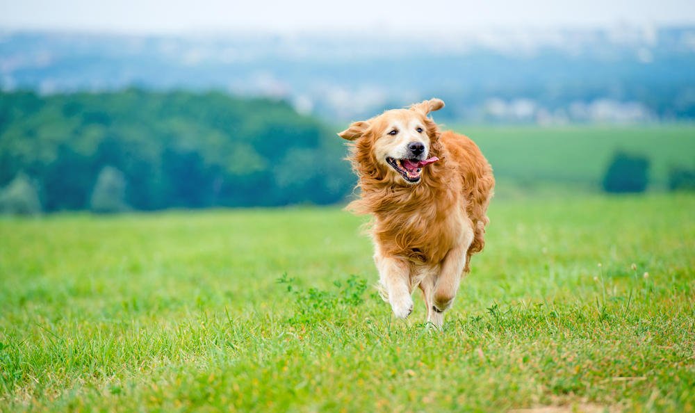 Can Golden Retrievers Run Long Distances? (+Running Tips)