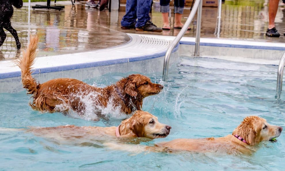 Can Golden Retrievers Swim?