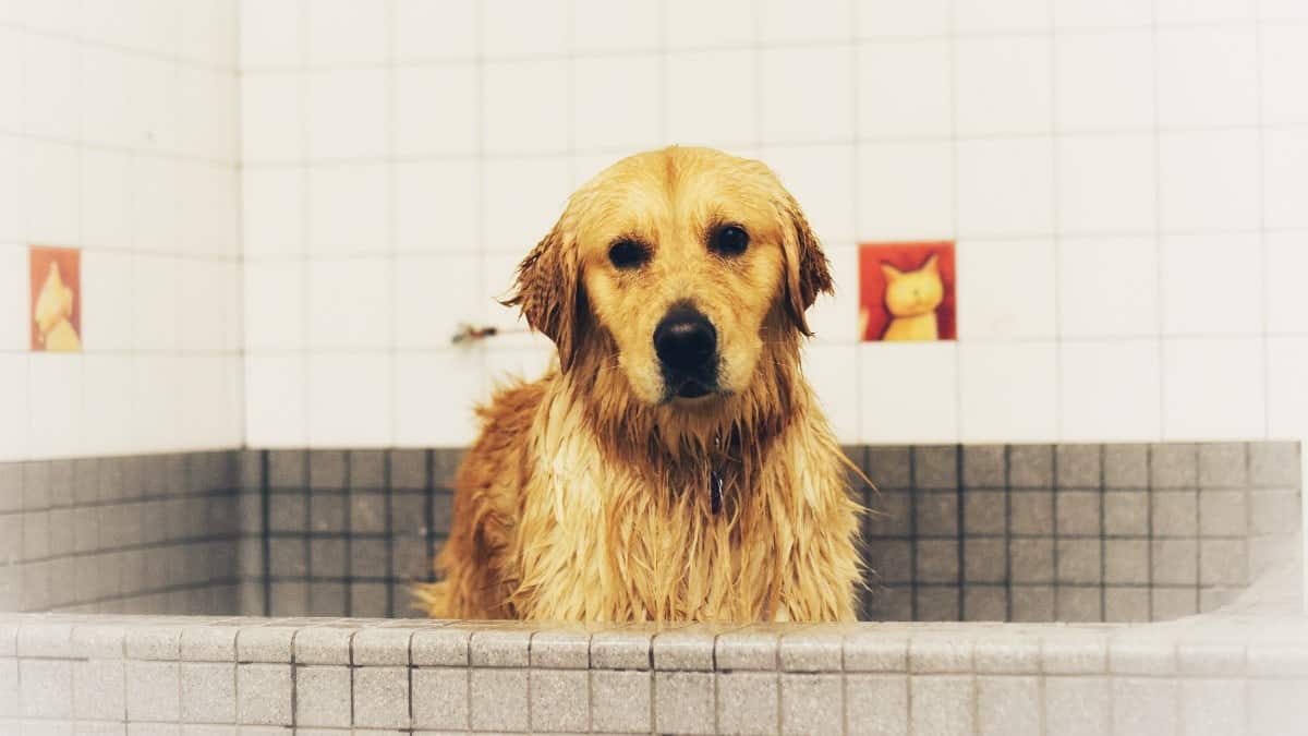 Can I Shave My Golden Retriever? We