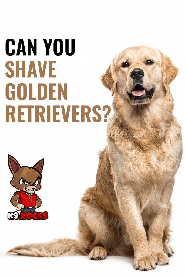 Can You Shave Golden Retrievers?