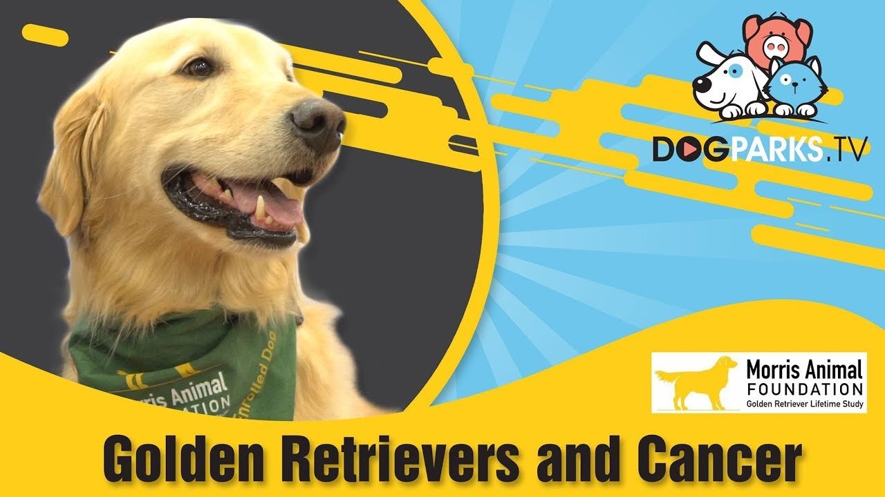 Cancer and Golden Retriever Dogs