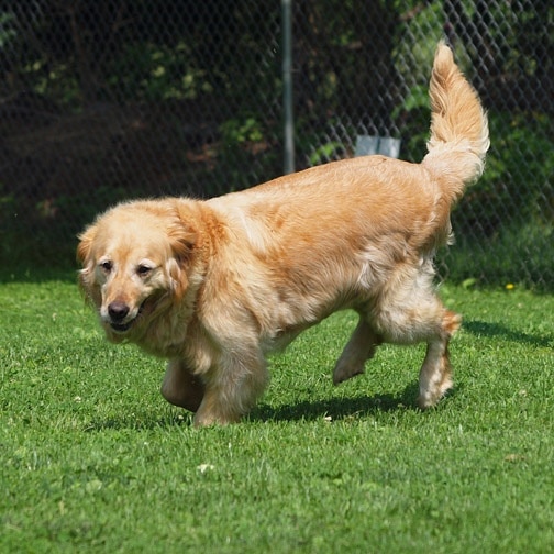 Candy has been adopted! 6 yrs. She is a retired breeder dog. Delaware ...
