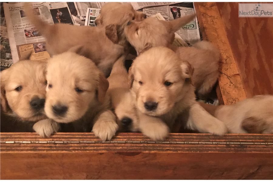 Carolina Pup: Golden Retriever puppy for sale near ...