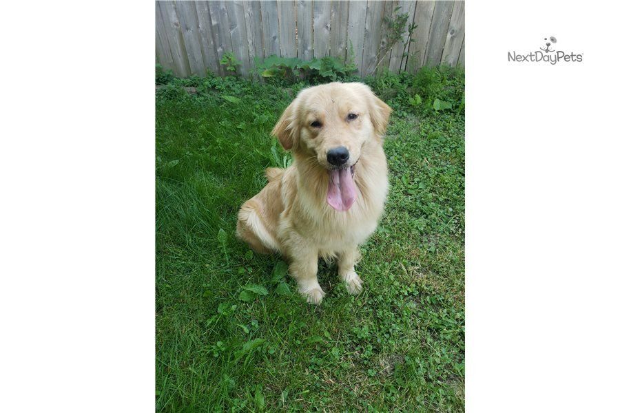 Champion Sired : Golden Retriever puppy for sale near Chicago, Illinois ...