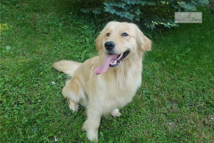 Champion Sired : Golden Retriever puppy for sale near ...